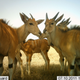 Image for article titled Photos: The secret lives of the Serengeti’s most elusive wild animals